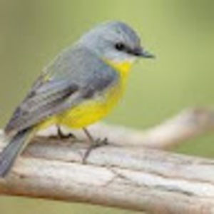 Meet your Posher, Brenda